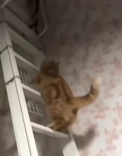 🐱 Стикер «ねこぱら» для Telegram
