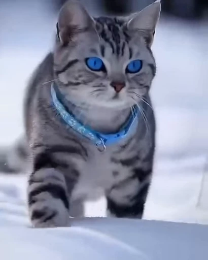 🐱 Стикер «ねこぱら» для Telegram