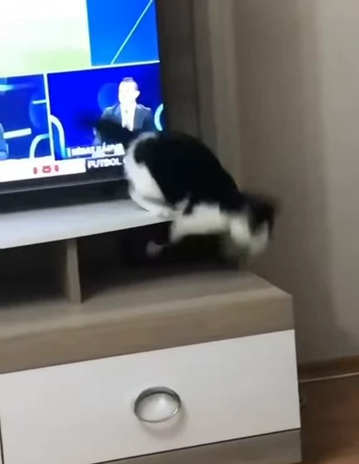 🐱 Стикер «ねこぱら» для Telegram