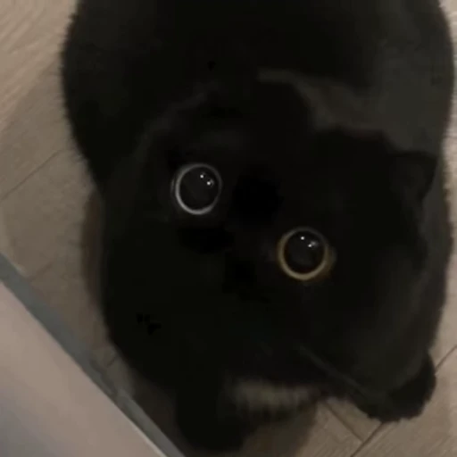 🐱 Стикер «ねこぱら» для Telegram