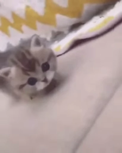 😺 Стикер «ねこぱら» для Telegram