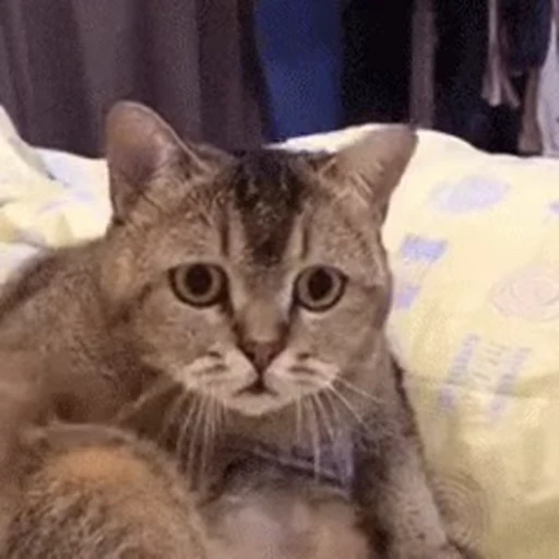 😳 Стикер «ねこぱら» для Telegram
