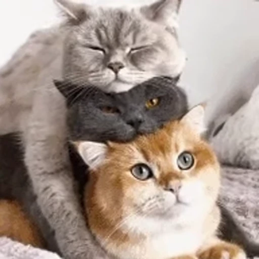 🍡 Стикер «ねこぱら» для Telegram