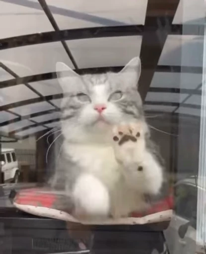 😿 Стикер «ねこぱら» для Telegram