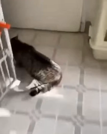 🐱 Стикер «ねこぱら» для Telegram