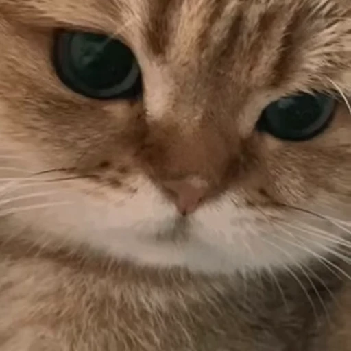 😉 Стикер «ねこぱら» для Telegram
