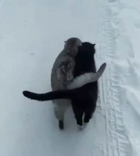 🐱 Стикер «ねこぱら» для Telegram