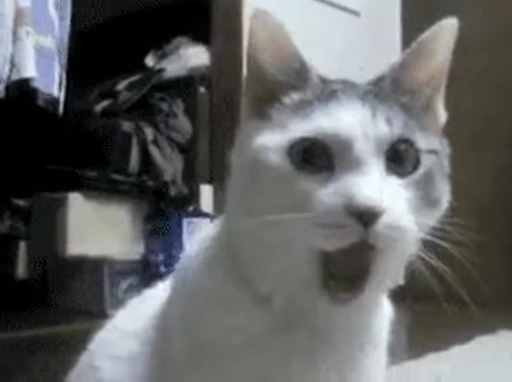 😦 Стикер «ねこぱら» для Telegram
