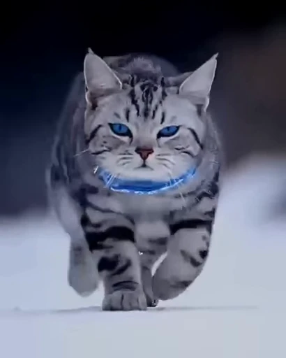 🐱 Стикер «ねこぱら» для Telegram