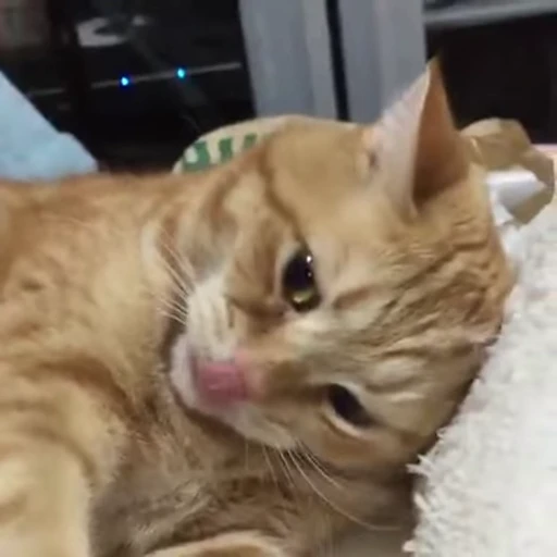 😾 Стикер «ねこぱら» для Telegram
