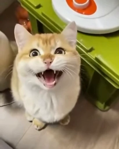 🤬 Стикер «ねこぱら» для Telegram