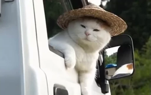 👒 Стикер «ねこぱら» для Telegram