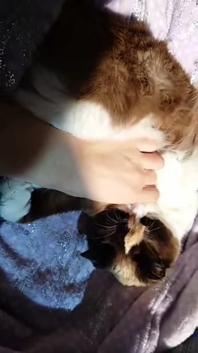🤚 Стикер «ねこぱら» для Telegram