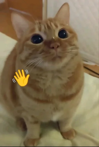 🤩 Стикер «nekonano» для Telegram