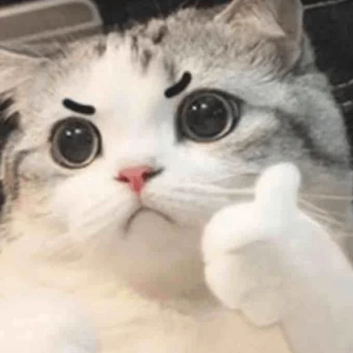 👍 Стикер «Meow 2» для Telegram