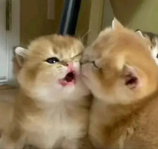 😘 Стикер «Meow 2» для Telegram