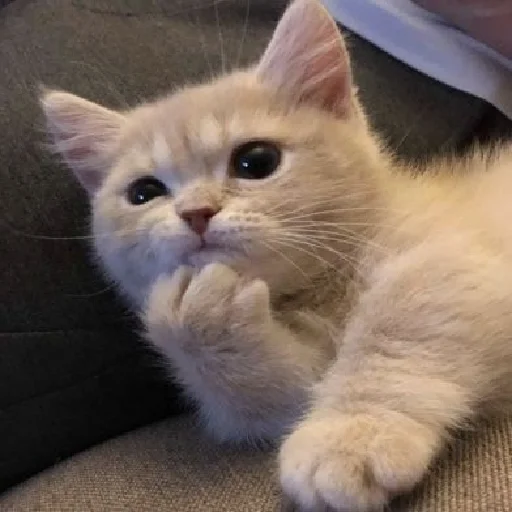 💭 Стикер «Meow 2» для Telegram
