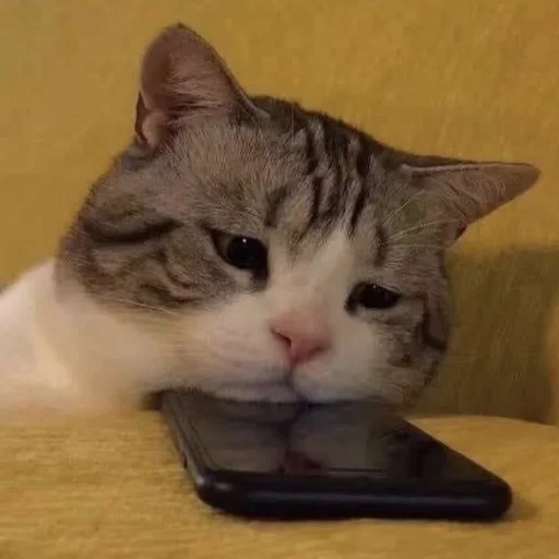 😔 Стикер «Meow 2» для Telegram