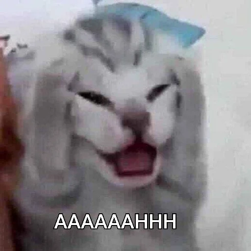 😫 Стикер «Meow 2» для Telegram