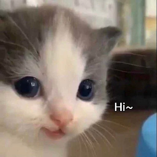 😀 Стикер «Meow 2» для Telegram