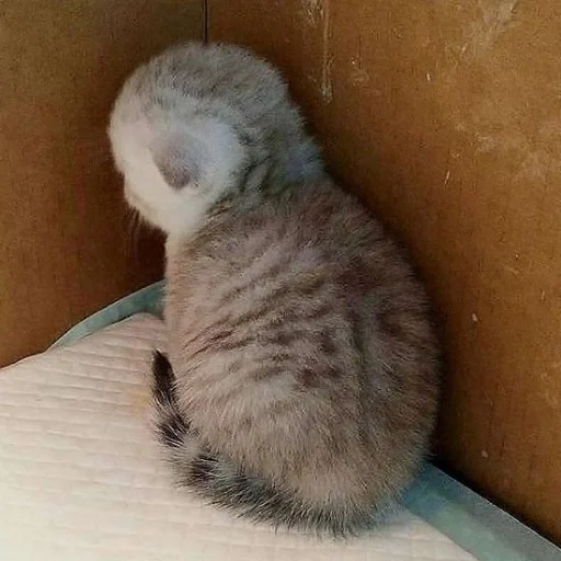 😞 Стикер «Meow 2» для Telegram
