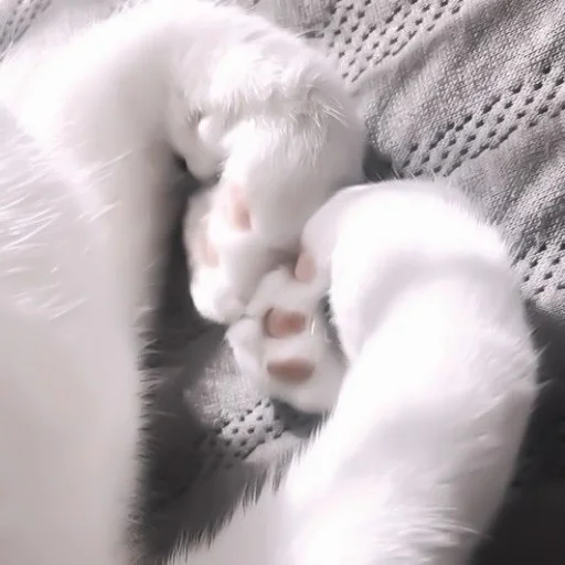 🫶 Стикер «Meow 2» для Telegram