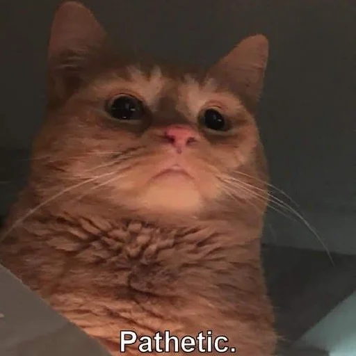 🤨 Стикер «Meow 2» для Telegram