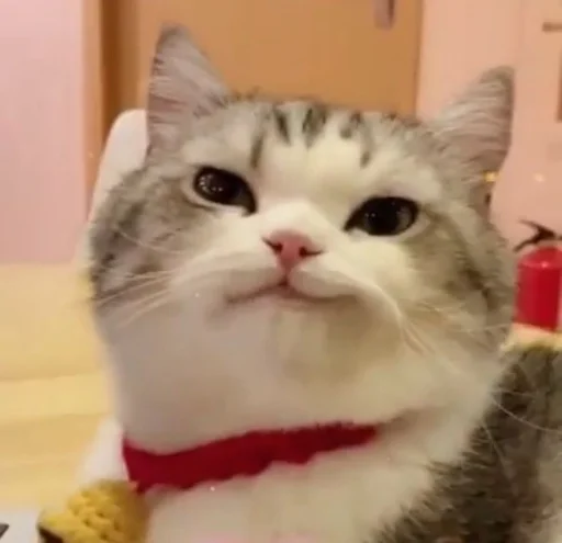 😏 Стикер «Meow 2» для Telegram