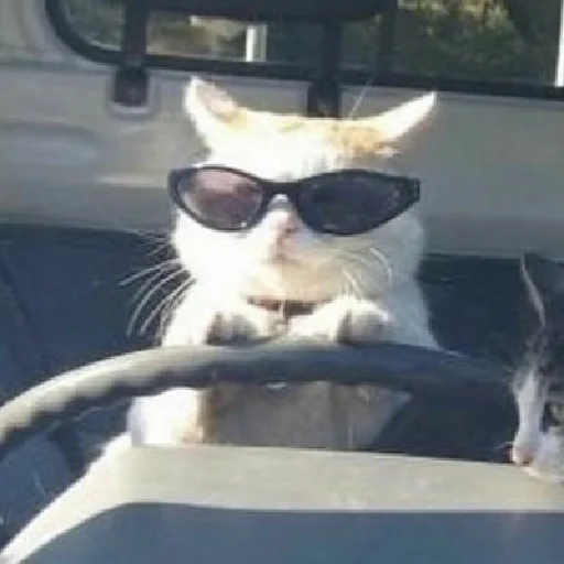 🚘 Стикер «Meow 2» для Telegram