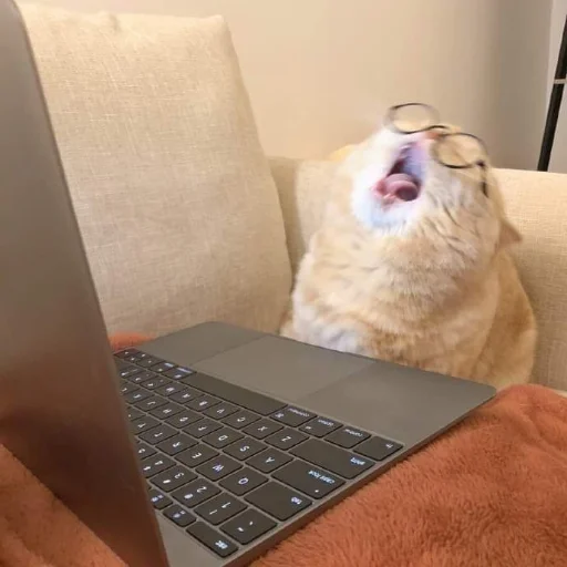 😩 Стикер «Meow 2» для Telegram