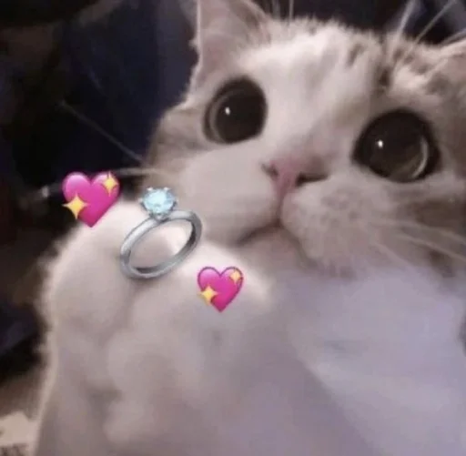 💍 Стикер «Meow 2» для Telegram