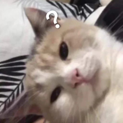 ❔ Стикер «Meow 2» для Telegram