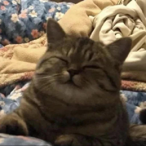 ☺️ Стикер «Meow 2» для Telegram
