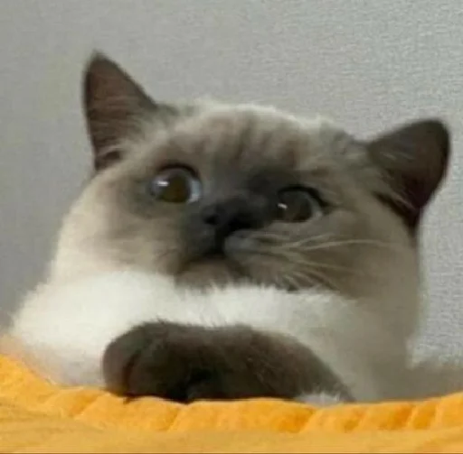 😳 Стикер «Meow 2» для Telegram