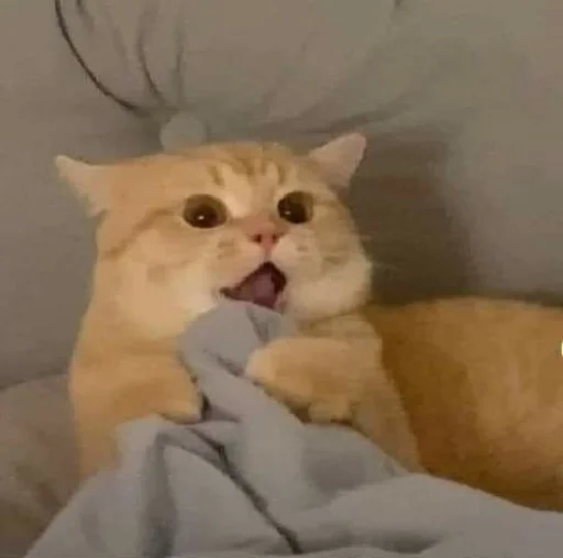 😨 Стикер «Meow 2» для Telegram