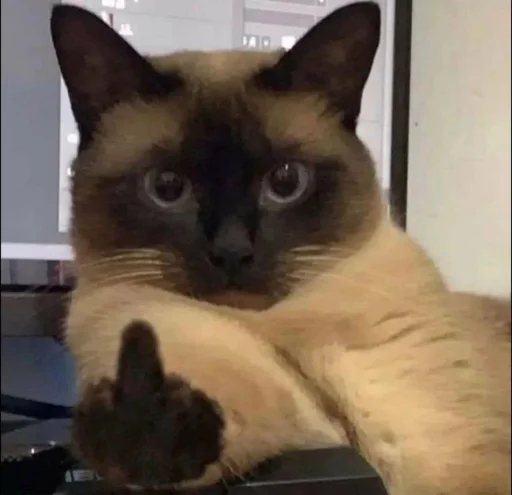 🖕 Стикер «Meow 2» для Telegram