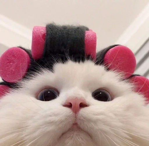 🎀 Стикер «Meow 2» для Telegram