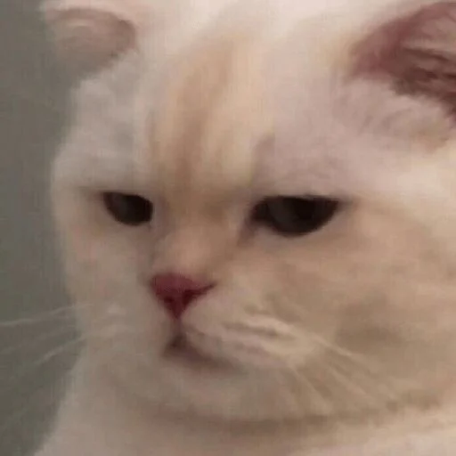 😒 Стикер «Meow 2» для Telegram