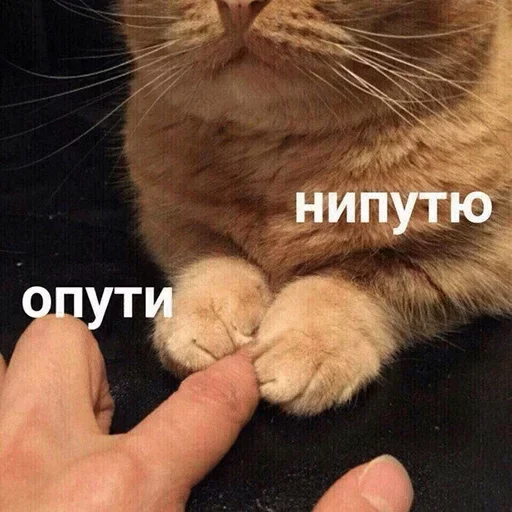 🥰 Стикер «Стики которые мы заслужили» для Telegram