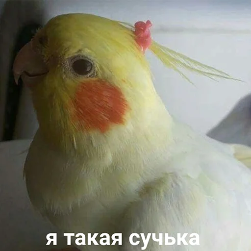 😏 Стикер «Стики которые мы заслужили» для Telegram