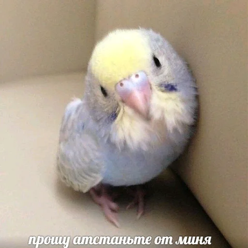 😠 Стикер «Стики которые мы заслужили» для Telegram