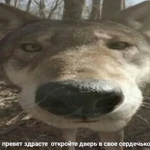🤣 Стикер «Стики которые мы заслужили» для Telegram