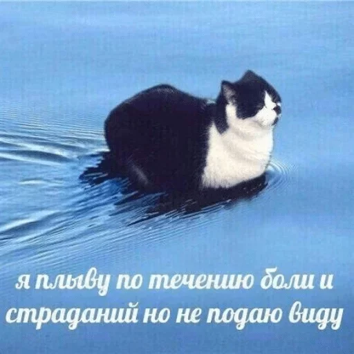 😩 Стикер «Стики которые мы заслужили» для Telegram