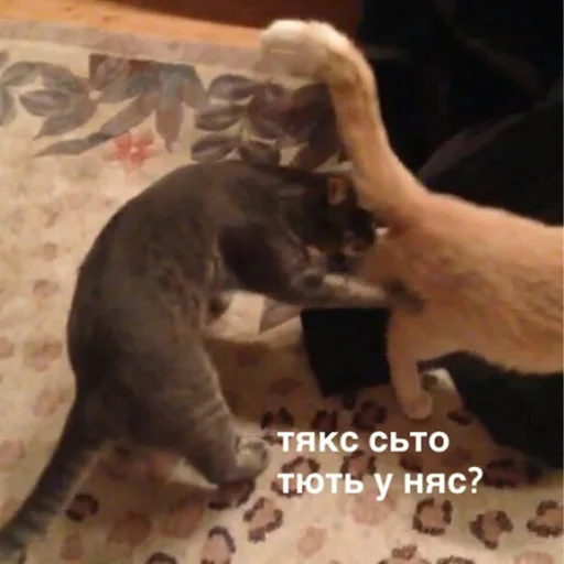 🤩 Стикер «Стики которые мы заслужили» для Telegram