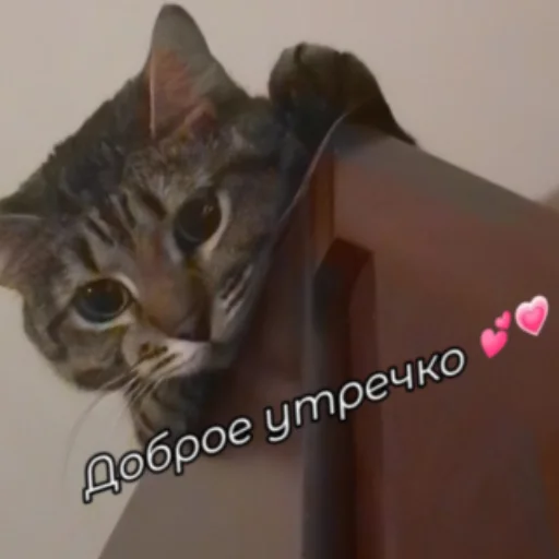 💗 Стикер «nekto_128» для Telegram