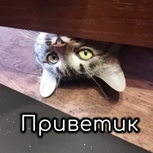 👋 Стикер «nekto_128» для Telegram