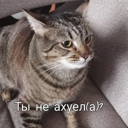 😡 Стикер «nekto_128» для Telegram