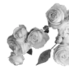 Стикер 5 Lacewoven Oleander
