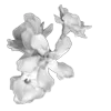 Стикер 16 Lacewoven Oleander