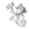 Стикер 14 Lacewoven Oleander